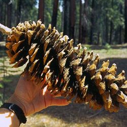 Město Plzeň zve na čtvrteční Den lesa v arboretu Sofronka