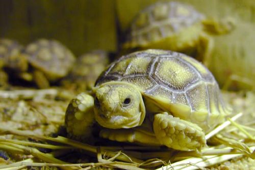 Foto: Plzeňská zoo poprvé odchovala vzácné želvy