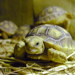 Tučňáci a želvy z plzeňské zoo smí dostat peníze