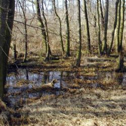 Kraj má novou rezervaci Janovský potok a přírodní park Berounka