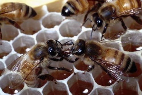 Foto: Na Klatovsku ukradli včelstva za 30 tisíc