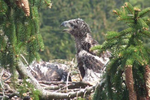 Foto: Na Plzeňsku okroužkovali první mláďata mořského orla!