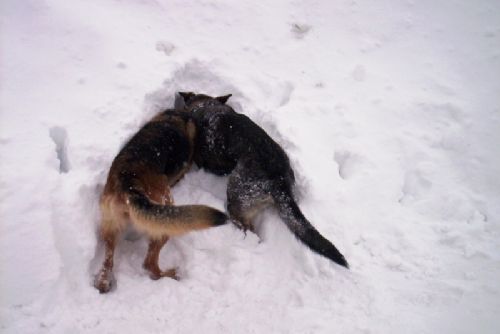 Foto: Na Špičáku soutěží nejlepší lavinoví psi