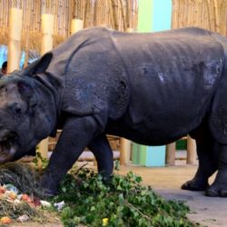 Navštivte ZOO Plzeň s novými unikátními africkými a asijskými expozicemi 