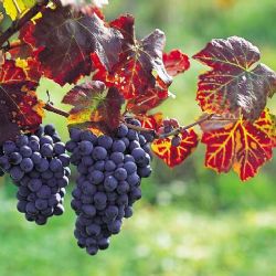 Nebílovské vinobraní proběhne již tuto sobotu