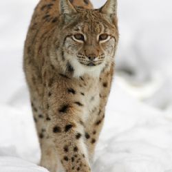 NP Šumava se představuje v Praze jako součást Wild Wonders of Europe