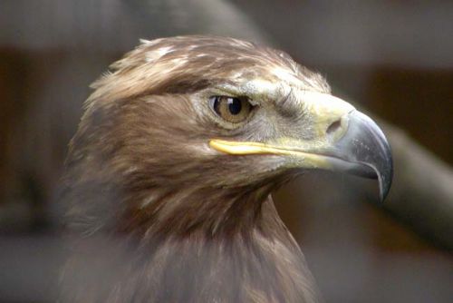 Foto: Na Šumavě se daří vzácným orlům