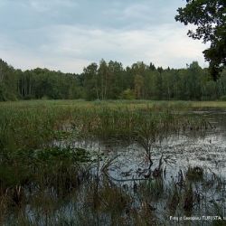 Plzeň nabízí novou naučnou stezku Kokotské rybníky