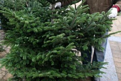 Foto: Prodejci vánočních stromků se začínají zásobovat