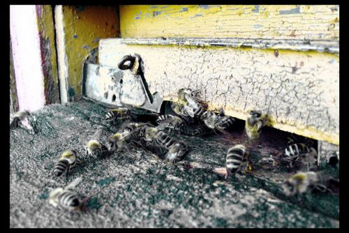 Foto: U Krašova ukradli 16 včelstev i včelařské vybavení