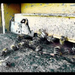 U Krašova ukradli 16 včelstev i včelařské vybavení