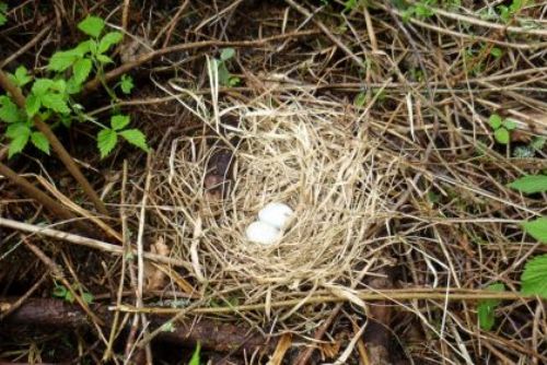 Foto: Vajíčka motáka našli zničená, trasa na Stožec je otevřena