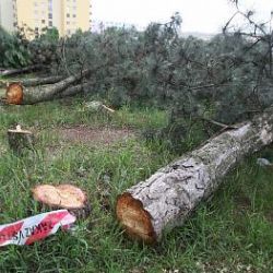 Vydal příkaz k pokácení stromů - škoda 204 tisíc