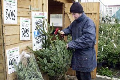 Foto: Začíná prodej vánočních stromků, umělé už ´nefrčí´