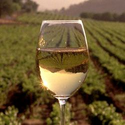 Zámek Nebílovy zve na sobotní vinobraní