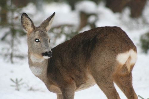 Foto: Zvířata v zimě trpí, ochránci nabádají k přikrmování