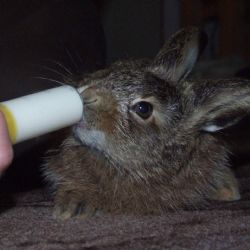 Zvířecí záchranáři opakují: Mladé zajíce nechte ve sněhu!