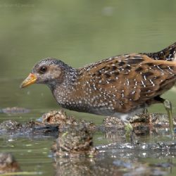Zvířecí záchranáři z Plzně mají ve voliéře chřástala