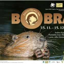 Bobři k vidění v Plzni!