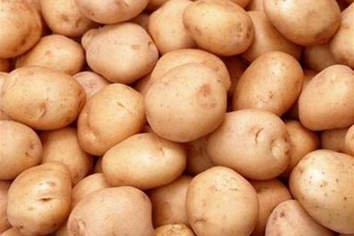 Foto: Pěstitelé brambor na Plzeňsku jsou spokojeni s úrodou