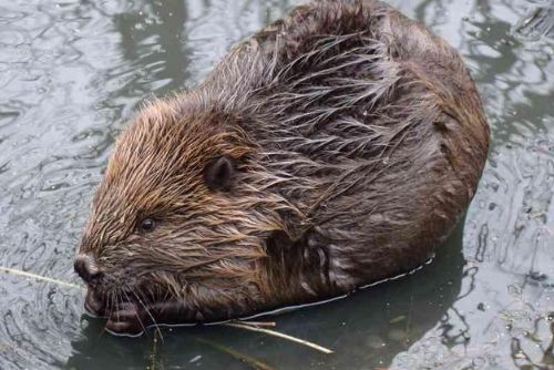 Foto: V Plzeňském kraji páchají škody chránění bobři