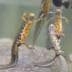 Čolci ze skašovského koupaliště už jsou v rybníčku