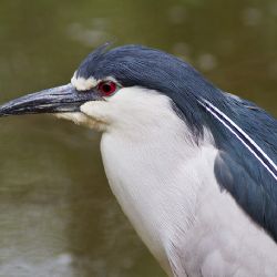 Dudek z Břízy, bažant na Karlovarské - den zachránců zvířat