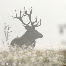 Jeleni na Šumavě se dožívají vysokého věku