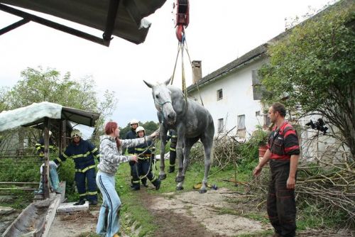 Foto: Koně z jímky v Merklíně se hasičům podařilo zachránit