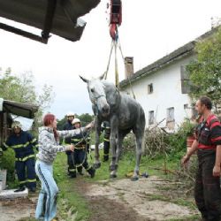 Koně z jímky v Merklíně se hasičům podařilo zachránit