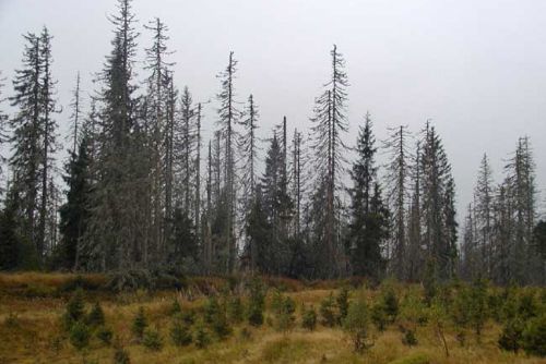 Foto: NP Šumava: Asanace stromů Na Ztraceném byla nutná
