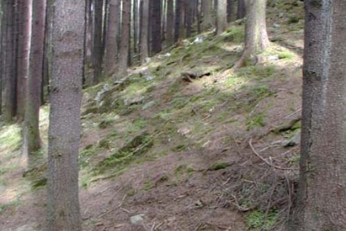 Foto: V lese u Lesné vykopal svodnice
