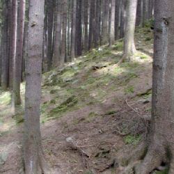 V plzeňské Kilometrovce se začnou kácet stromy