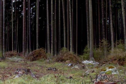 Foto: Struktura lesa v Boubínském pralese je 20 let stejná