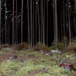 Struktura lesa v Boubínském pralese je 20 let stejná