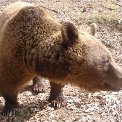 Zoologická zahrada požádá o grant na sochu