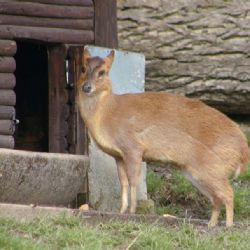 Plzeňský kraj podpoří obyvatele africké expozice v ZOO