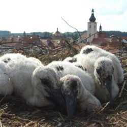 Na ornitology kroužkující čápy volali ve Kdyni lidé policii