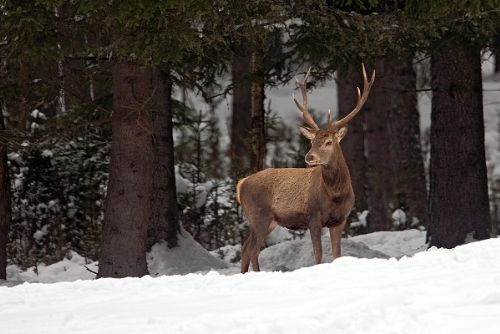 Foto: Na Šumavě můžete v zimě pozorovat jeleny