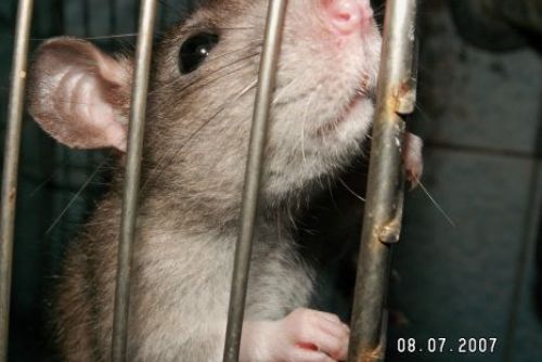 Foto: Obyvatele Klatov trápí potkani, před lidmi panáčkují