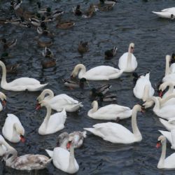 Ochranáři vyrazí v sobotu sledovat opeřence na Berounku