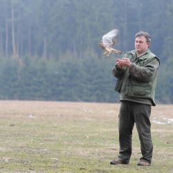 Ochránci vypustili do přírody uzdravenou poštolku