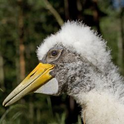 Ornitologové kroužkovali čapí mláďata u Bezdružic