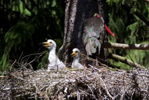 Foto: Ornitologové z Plzně kroužkovali výry a čápy. Mláďat ubývá