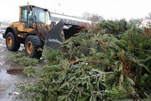 Foto: Plzeňany budou hřát vánoční stromky, začíná likvidace