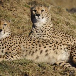Plzeňskou ZOO navštívilo více než 450 000 návštěvníků