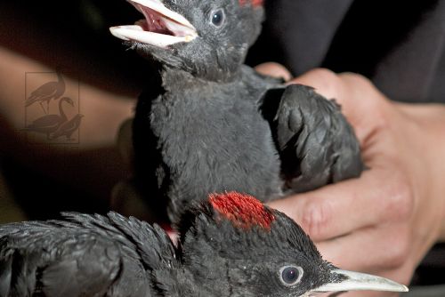 Foto: Plzeňští ekologové kroužkovali mláďata datlů a orlů 