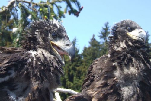 Foto: Plzeňští zvířecí záchranáři kroužkovali mořské orly