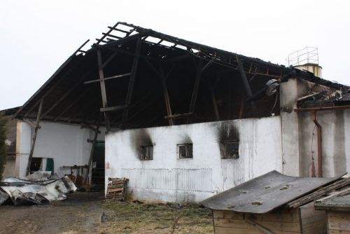 Foto: Při požáru v Mirošově uhořela čtyři telata