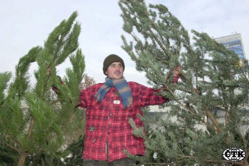 Foto: Pro vánoční stromky už můžete do Tesca, oblíbený je smrk